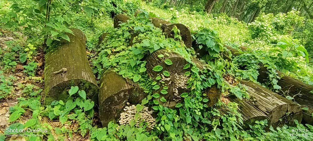 कैलालीको बाह्रवनमा कुहिँदै करोडौँको काठ