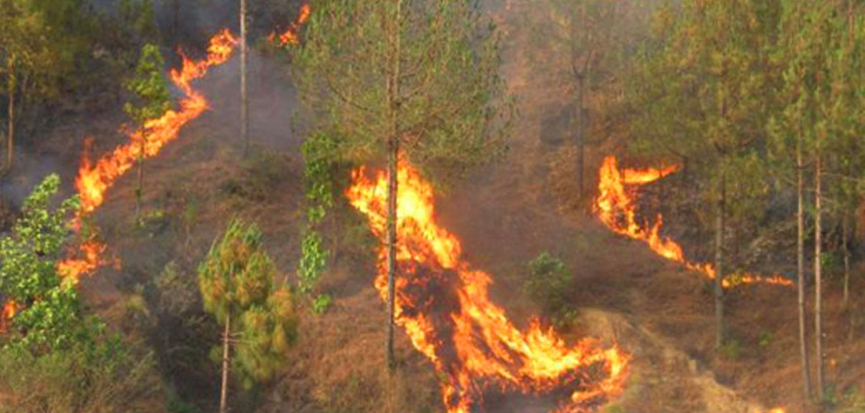 डडेल्धुरामा वनबाट सल्किएको आगोले गोठमा क्षति