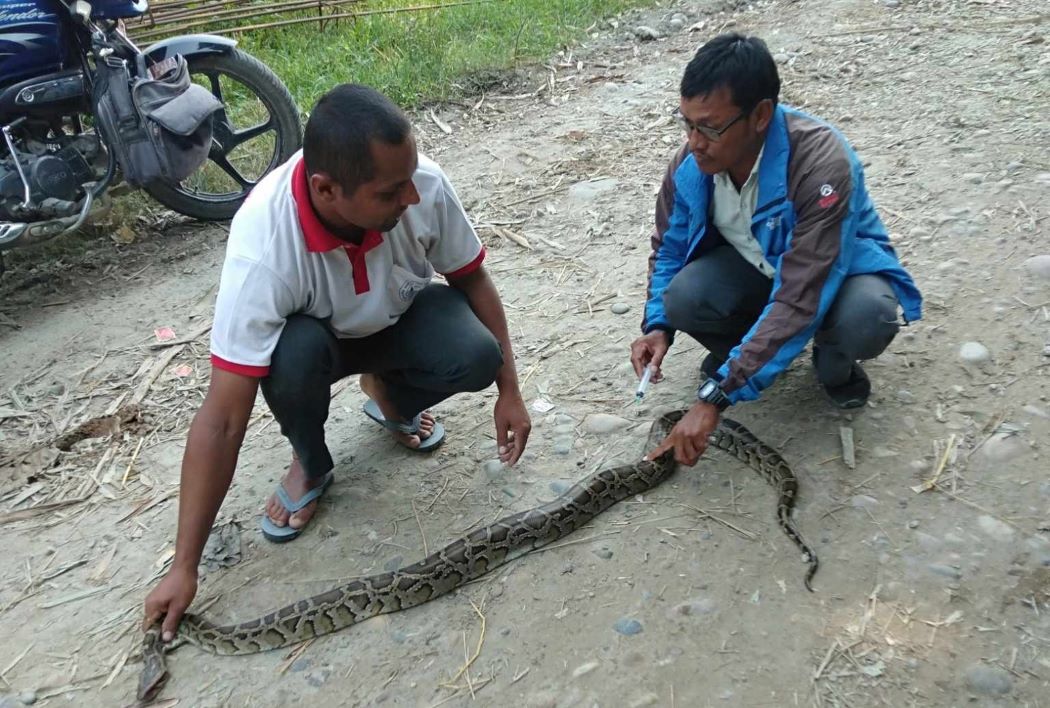 कैलालीको डल्फिन क्षेत्रबाट अजिङ्गरको उद्धार