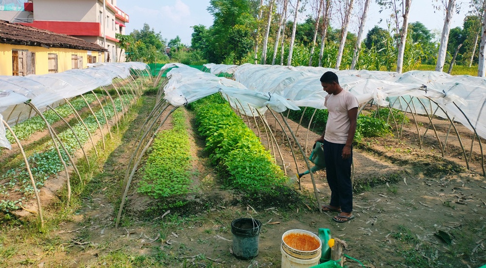 तरकारीको बिरुवा बेचेर दुई लाख बढीको आम्दानी गर्दै कञ्चनपुरका विनोद