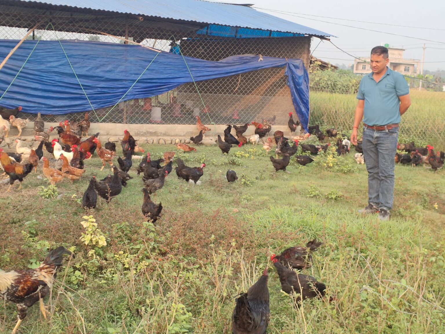 एमाले यूवा नेता चन्दको लोभलाग्दो कुखुरा फर्म, ह्याचरीको तयारी