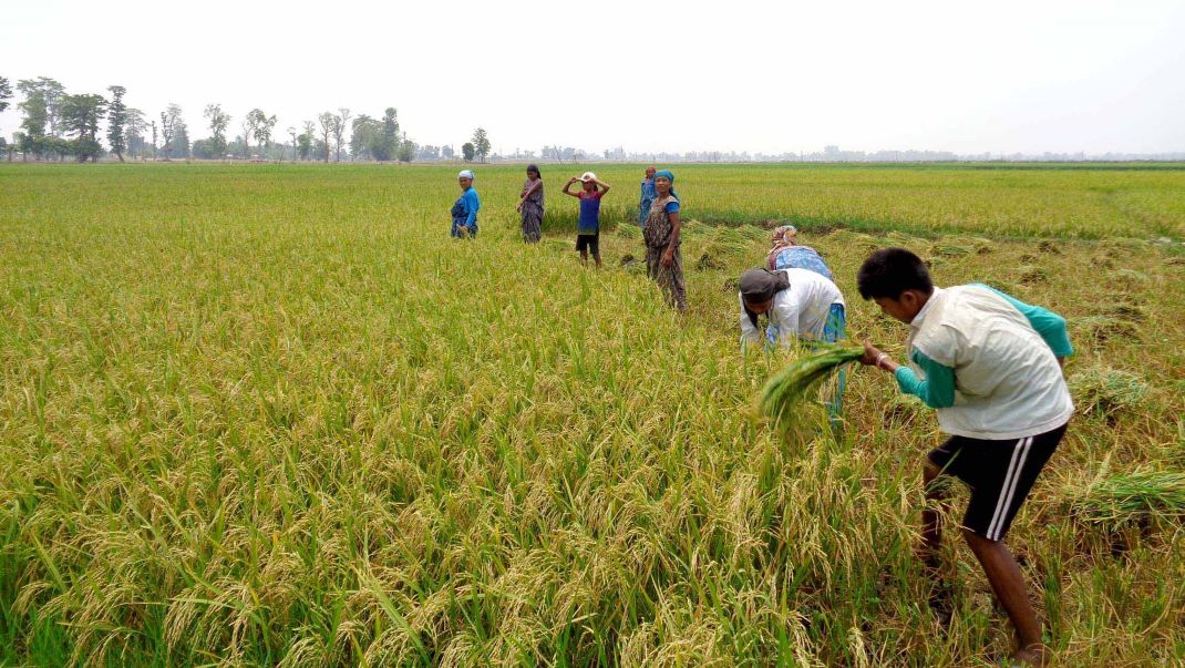 गत वर्षकै हाराहारीमा चैते धान उत्पादन