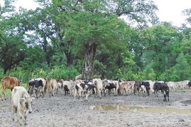 भजनीमा चौपाया व्यवस्थापन गर्न गौशाला निर्माण, आहारा व्यवस्थापनमा चुनौती