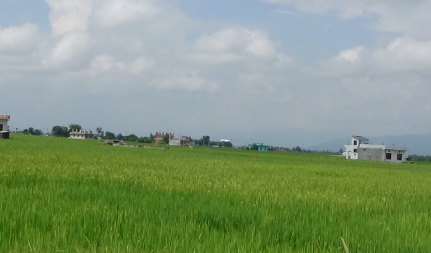 अधियाँ खेतीमै निर्भर छन् कञ्चनपुरका भूमिहीन परिवार