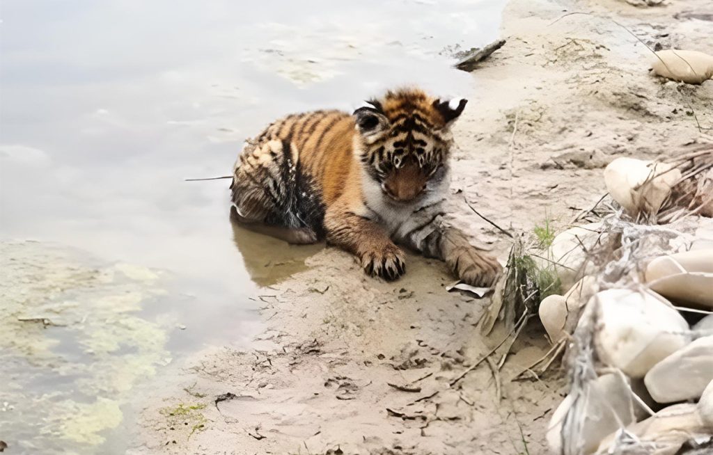 उद्धारमा ढिलाइ हुँदा जोगबुढा नदीमा फसेको डमरूको मृत्यु