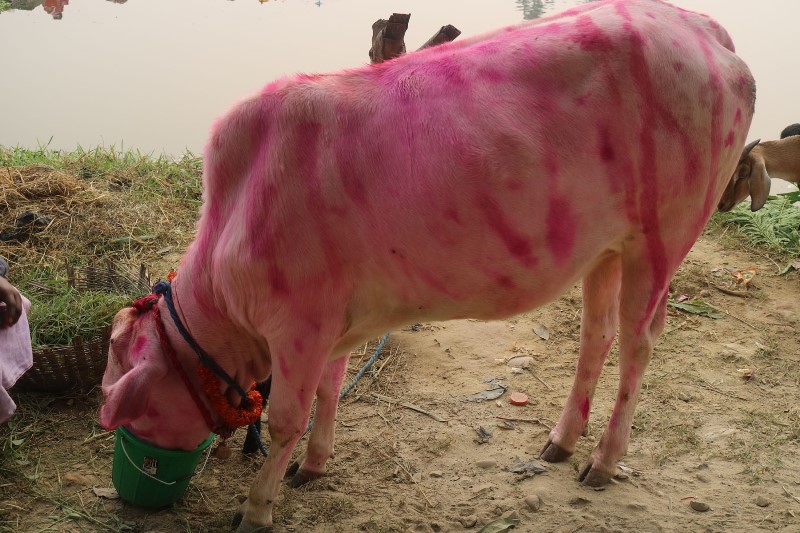 गोरु, गोवर्द्धन र हली पूजा आज