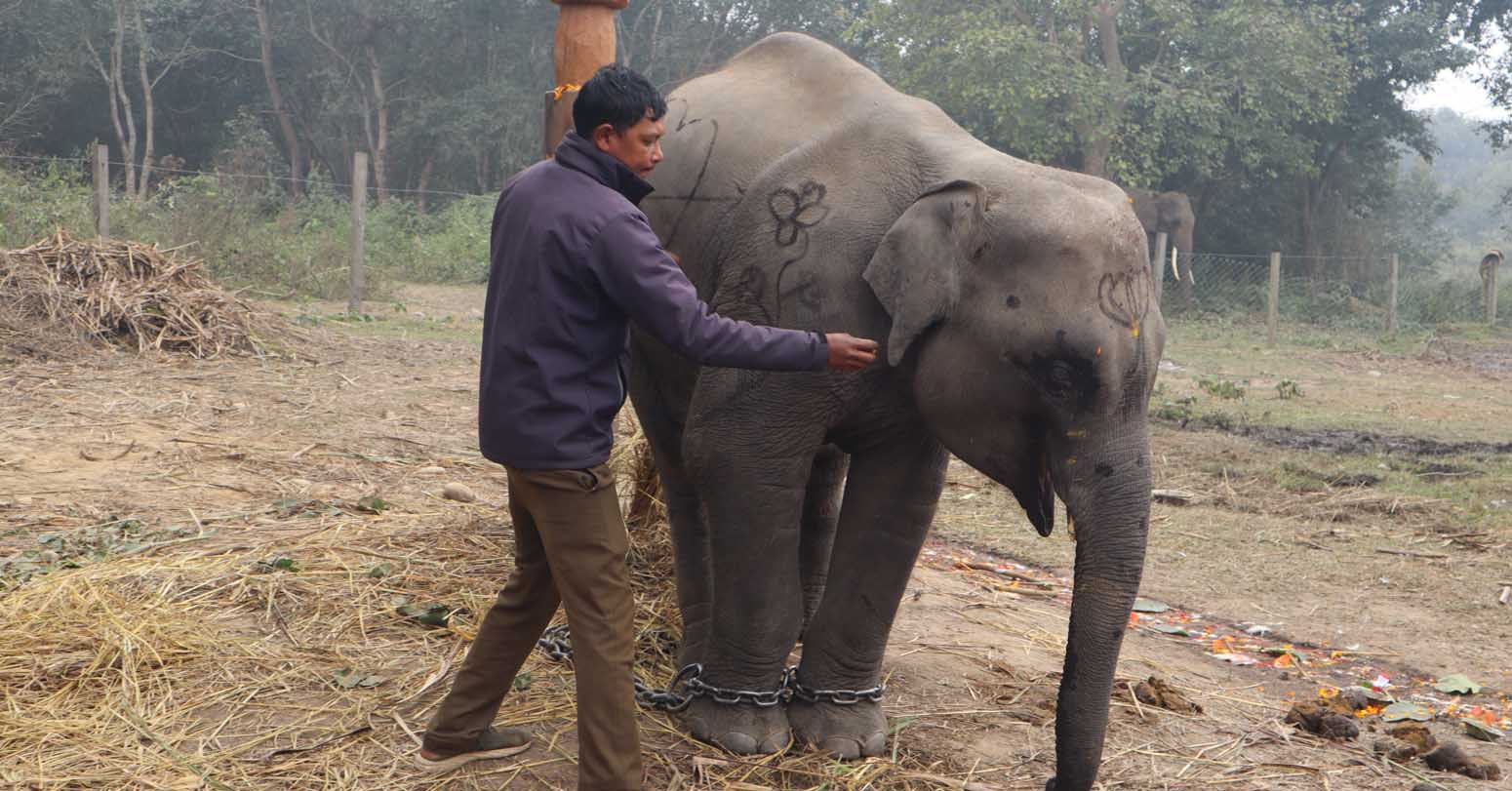 शुक्लाफाँटाको गजराज ‘शेषचन्द्र’ले अब पर्यटक घुमाउने