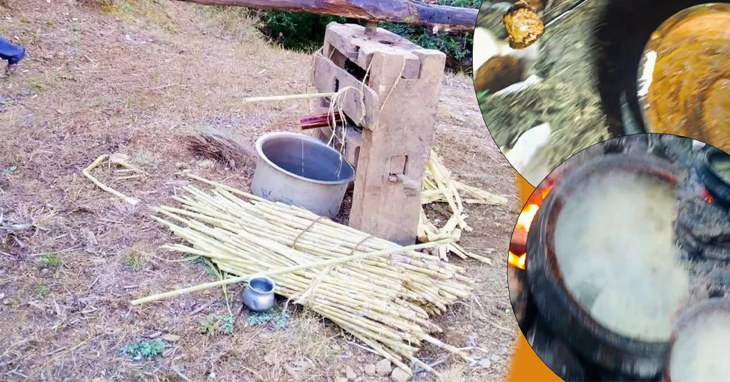 बैतडीमा गुड उत्पादन सुरु