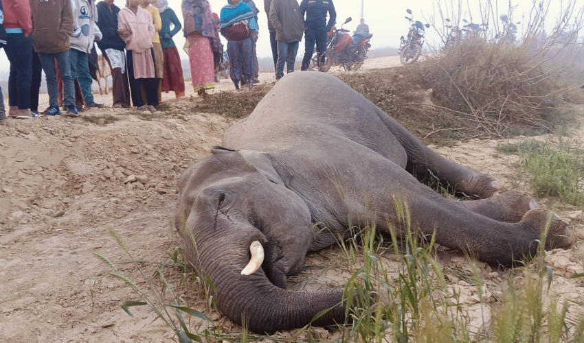 कञ्चनपुरको लालझाडीमा वयस्क जङ्गली हात्ती मृत फेला