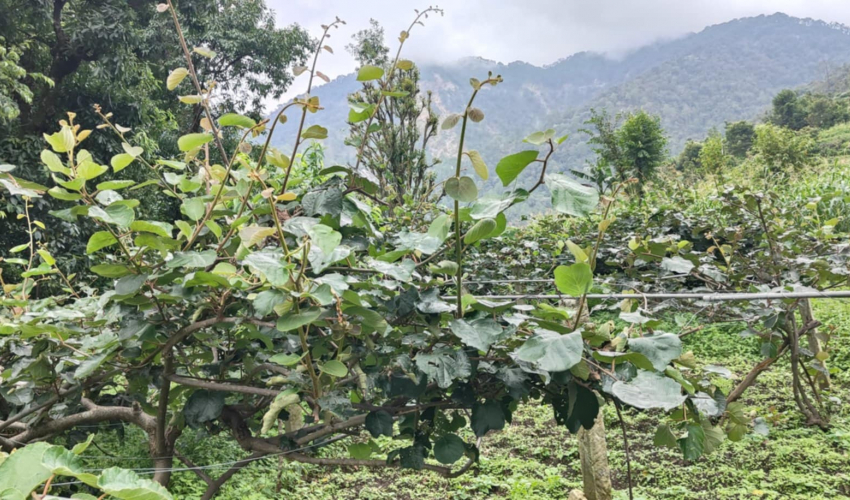 डोटीमा किबीका बोटले फल नदिएपछि किसान चिन्तित