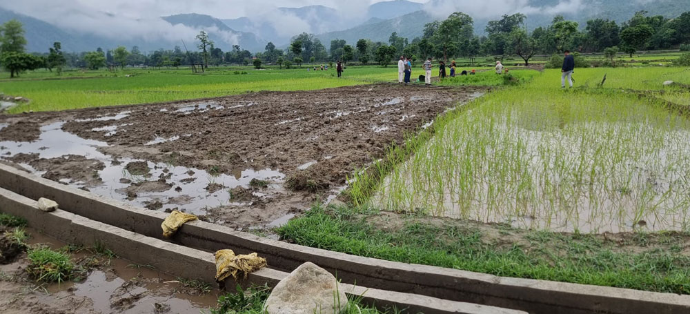 डडेल्धुराको परीगाउँमा कुलो पुगेपछि कीसानलाइ रोपाइँ गर्न सहज