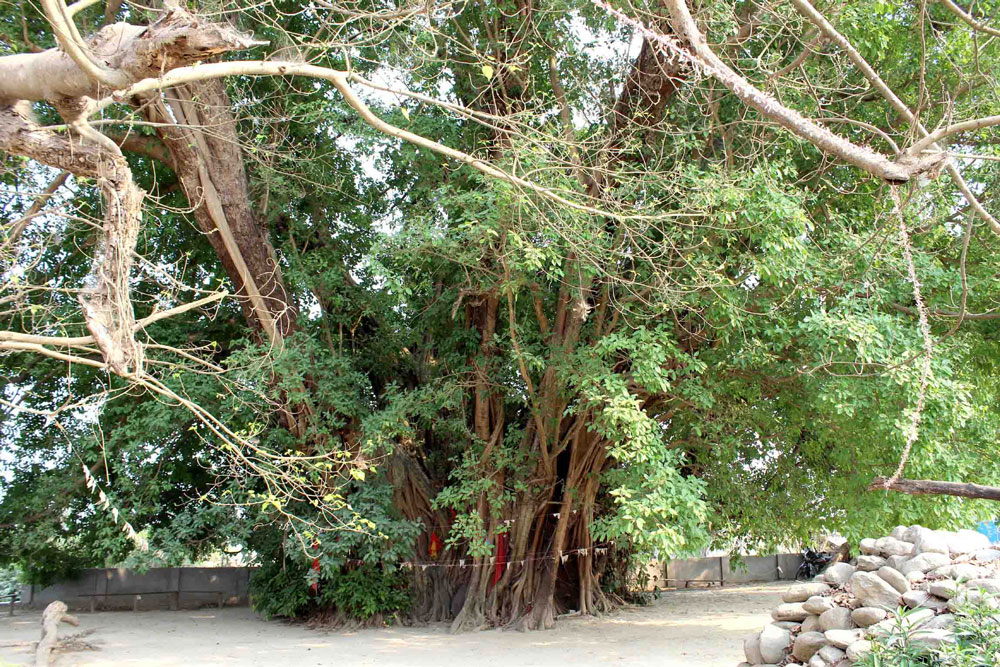 कैलालीको कैलारीमा हराएको चिज भेट्टाउन रुखको भर