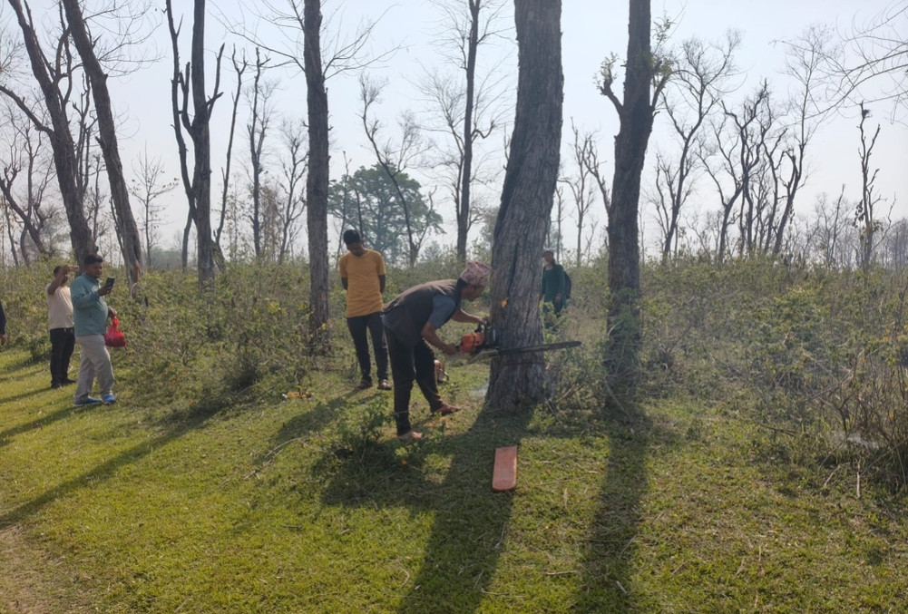 कञ्चनपुरको सुक्खा बन्दरगाह निर्माणस्थलबाट १०९ रूख चोरिए
