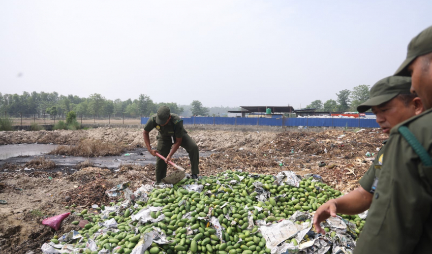 धनगढी बजारको आँप अत्यधिक विषादी, खान जोखिम