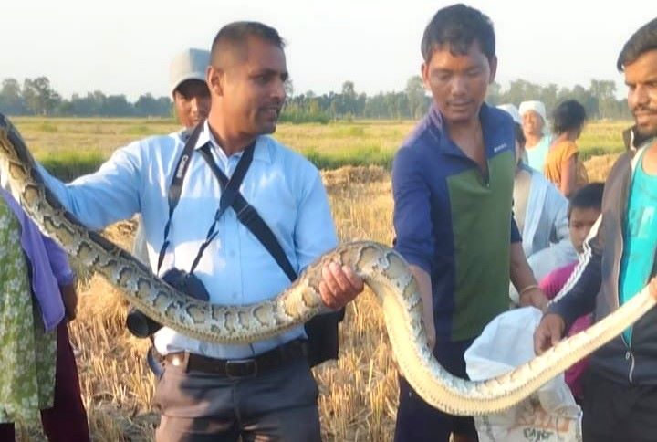 कैलालीको टीकापुरबाट दुई अजिङ्गरको उद्धार