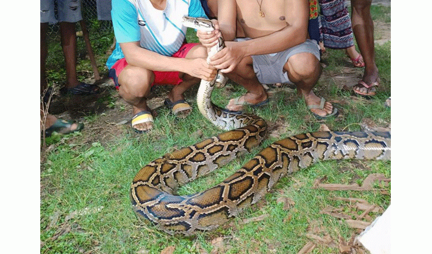 कञ्चनपुरको बेलौरीमा उखुबारीबाट अजिङ्गरको उद्धार