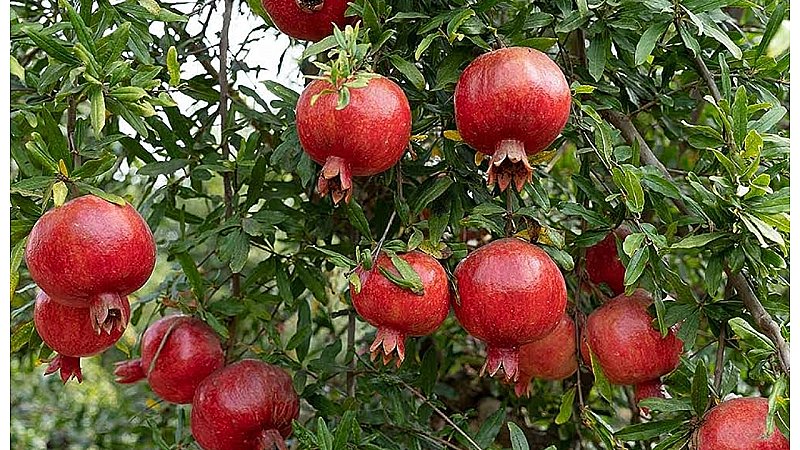 डडेल्धुरामा व्यावसायिक अनारखेतीबाट ५० लाख आम्दानी गर्ने लक्ष्य