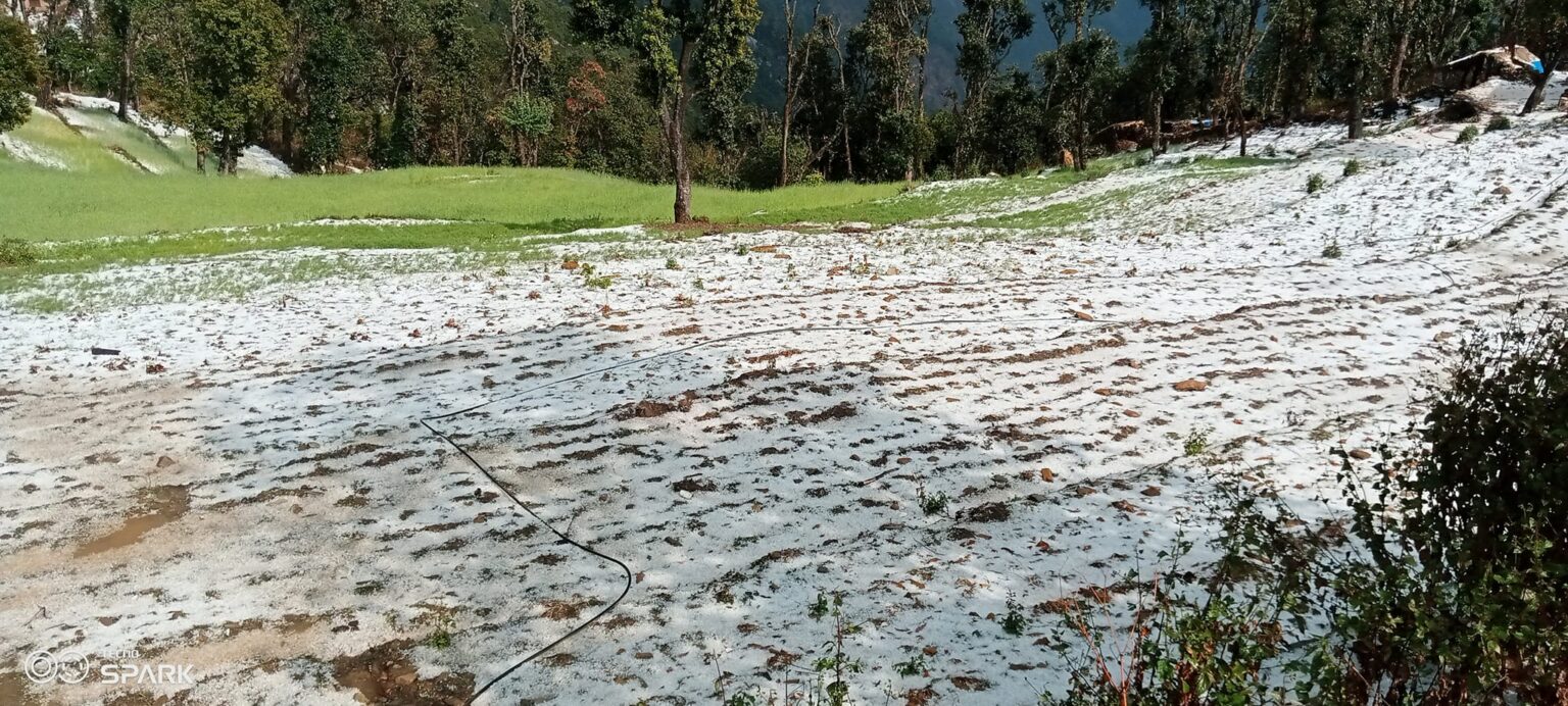 डोटीमा असिनापानीले गहुँबाली र तरकारी खेतीमा नोक्सानी