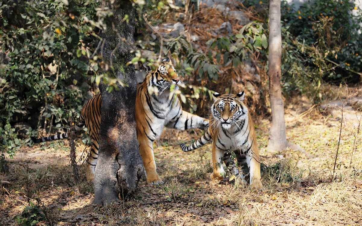 कैलालीका वनहरूमा डमरुसहित घुम्दैछिन् बघिनी