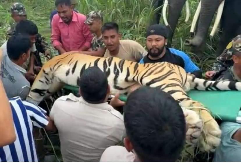 हिराको ज्यान लिने बाघ २४ घण्टापछि नियन्त्रणमा