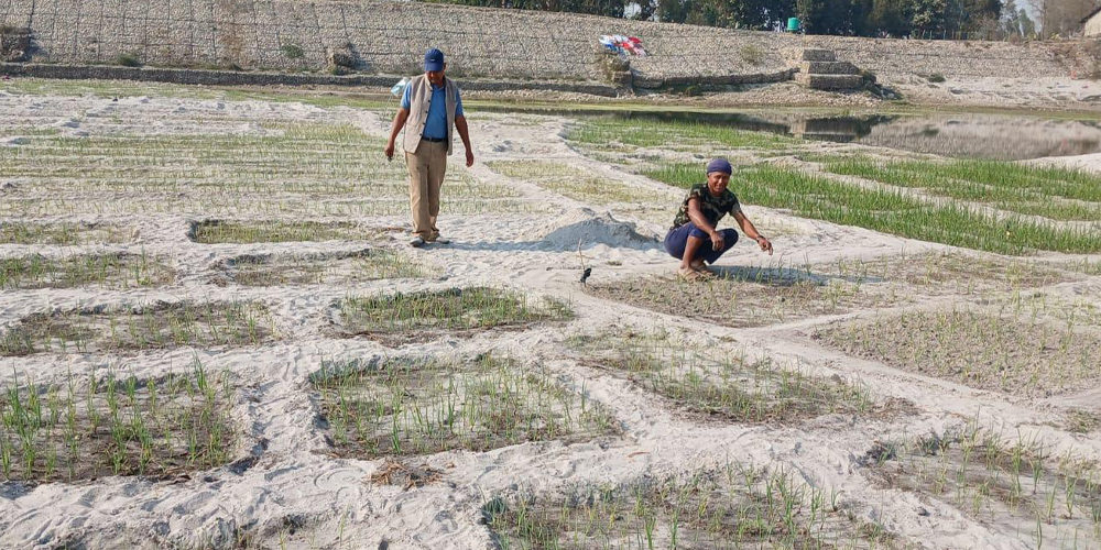 बगरमा प्याज खेती गर्दै  कैलालीको टीकापुरका किसान