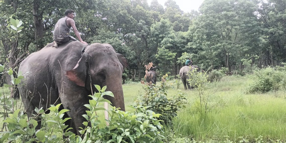 कञ्चनपुरको बेलौरीमा बाघको खोजी गर्न तीन हात्ती परिचालन