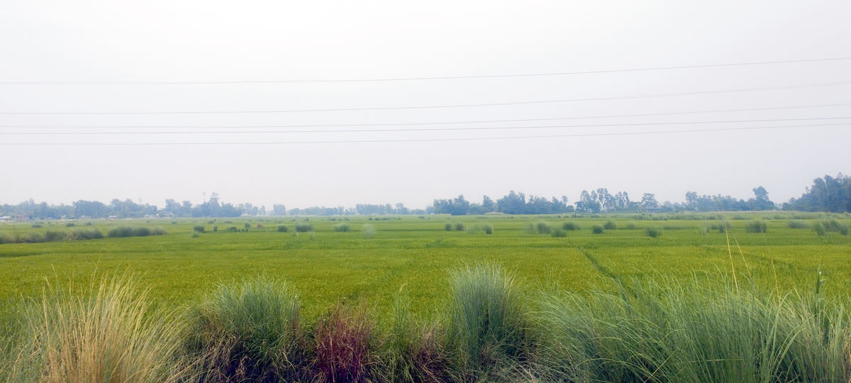 कैलालीका युवाजति विदेश, तराईका फाँट बाँझै