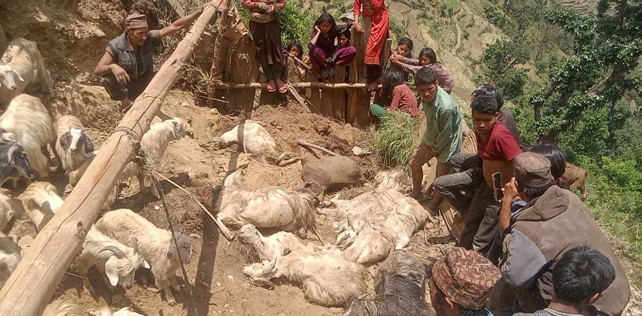 बाजुरामा पहिरोमा पुरिएर ७० बाख्रा मरे