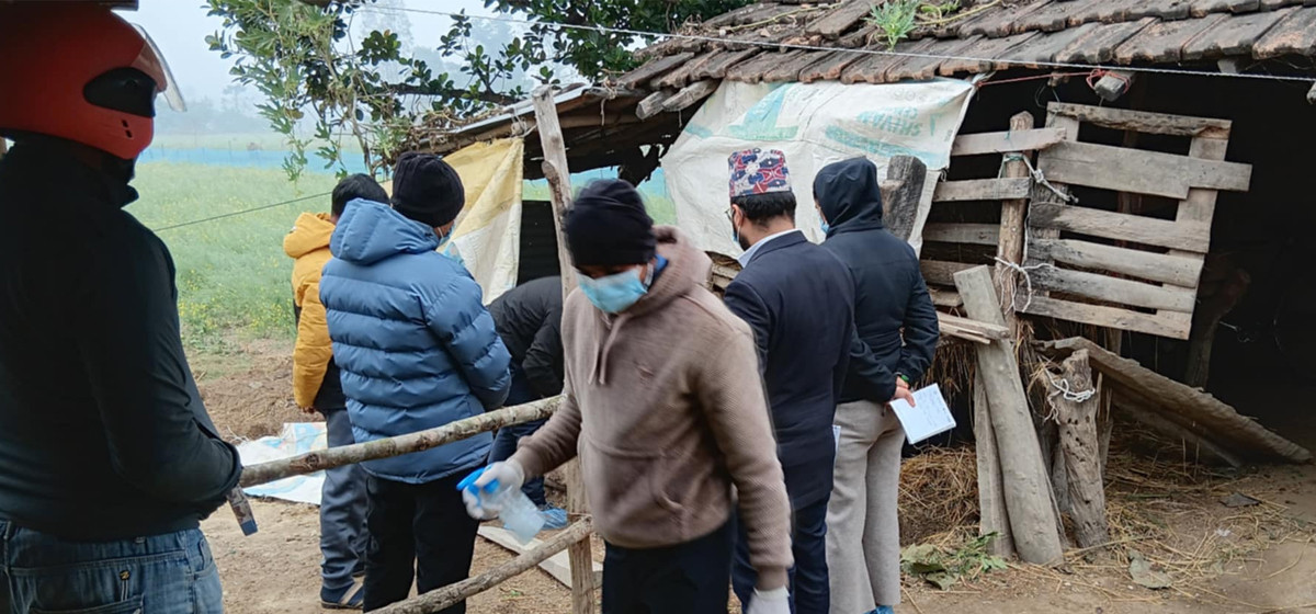 माघी पर्व नजिकै बंगुरमा अफ्रिकन स्वाइन फिभर देखिएपछि कैलालीका किसान चिन्तित