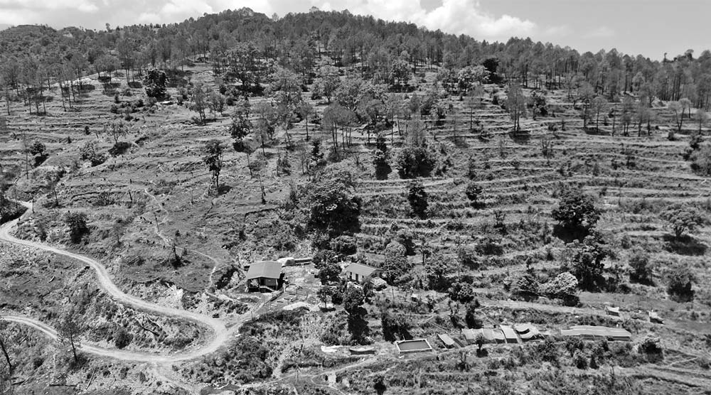 बाँझो जमिनमा बिरुवा हुर्काउँदै डिभिजन वन कैलालीका प्रमुख कृष्णदत्त