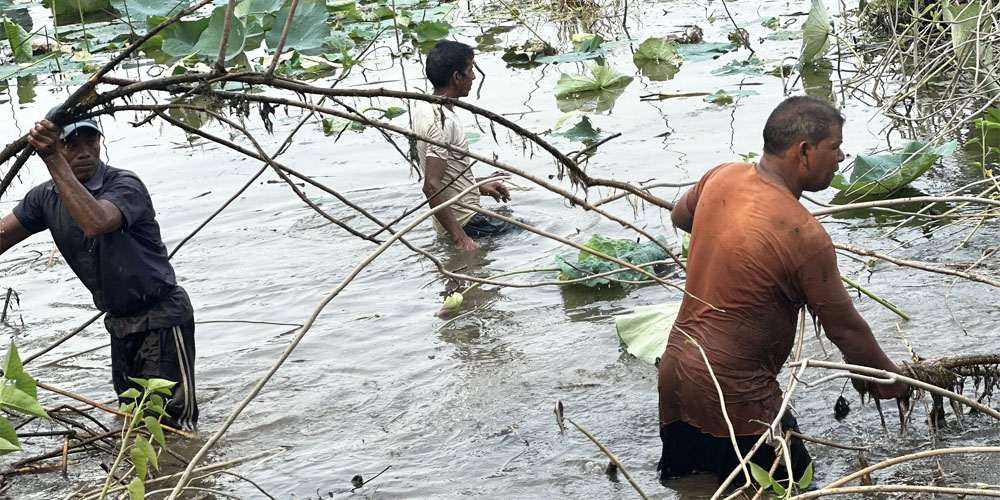 घोडाघोडी तालमा मिचाहा प्रजातिको बेसरम झार हटाइँदै