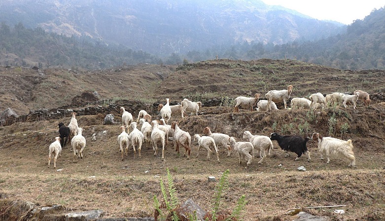 बाजुराबाट अछाममा भेडा बाख्रा चराउन गएका एक युवक बेपत्ता