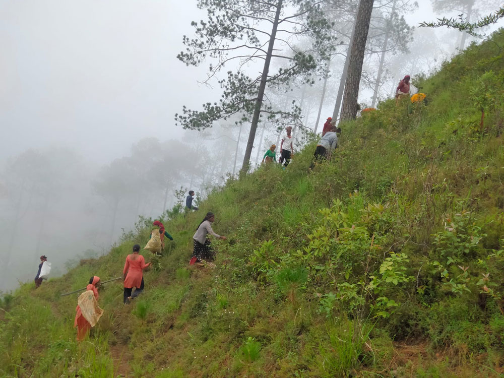 बैतडीका सामुदायिक वनमा रोपियो दस हजार बिरुवा