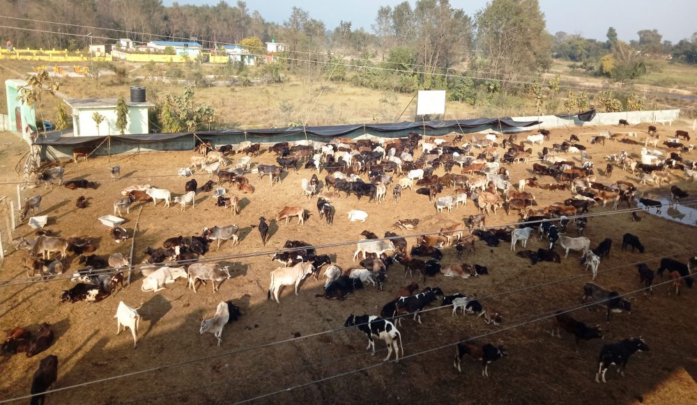 भजनीमा छाडा चौपाया व्यवस्थापन भएपछि किसान खुसी