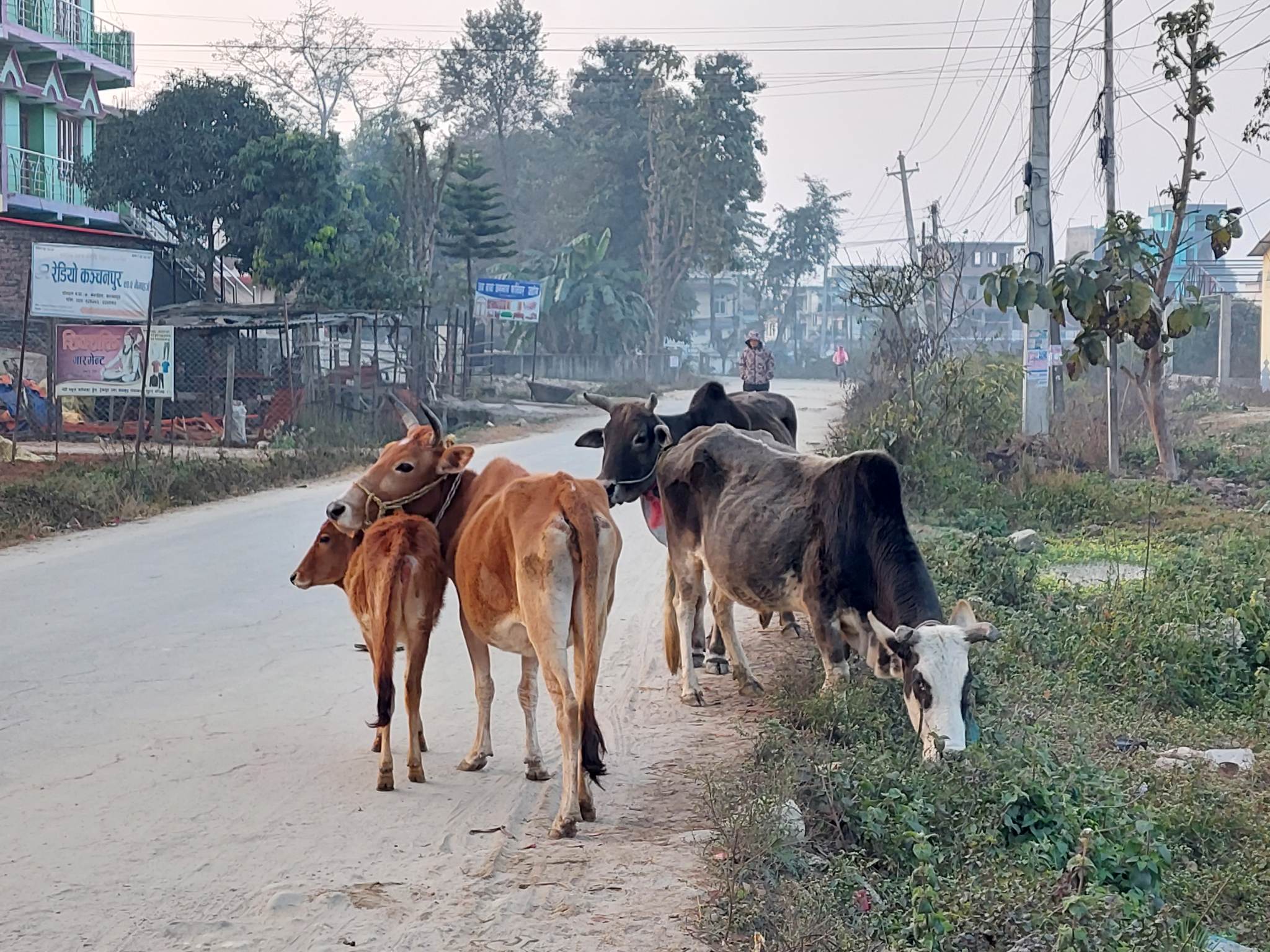 छाडा पशुचौपायाले हैरानी व्यहोर्दै कैलालीका किसान