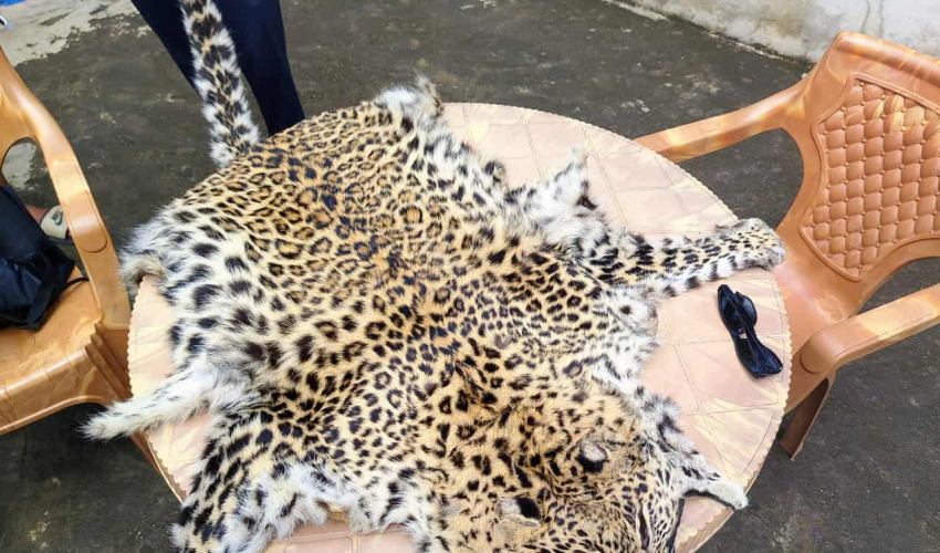 दार्चुलामा चितुवाको छालासहित एक जना पक्राउ