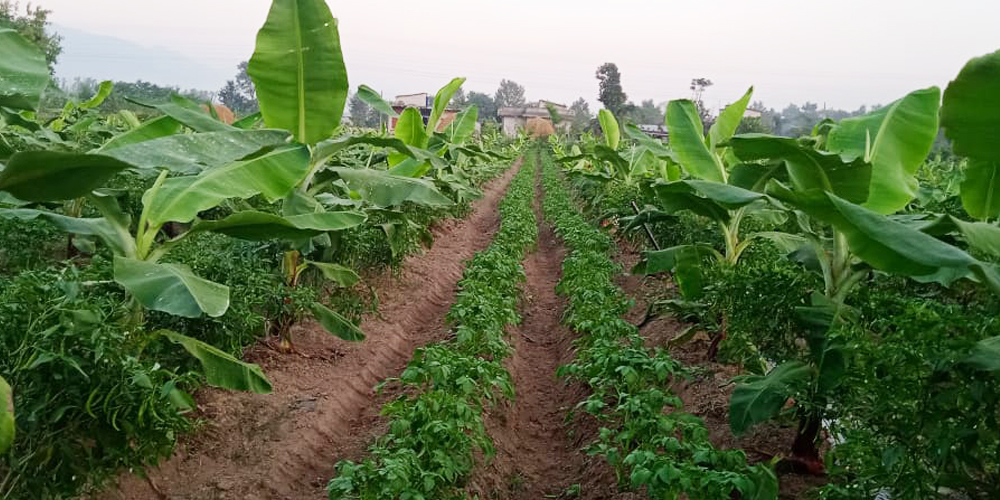 कैलालीका चुन्नु कठरियाको लोभलाग्दो व्यावसायिक कृषि कर्म