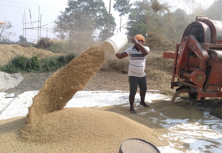 कञ्चनपुरमा आजदेखि धान खरिद