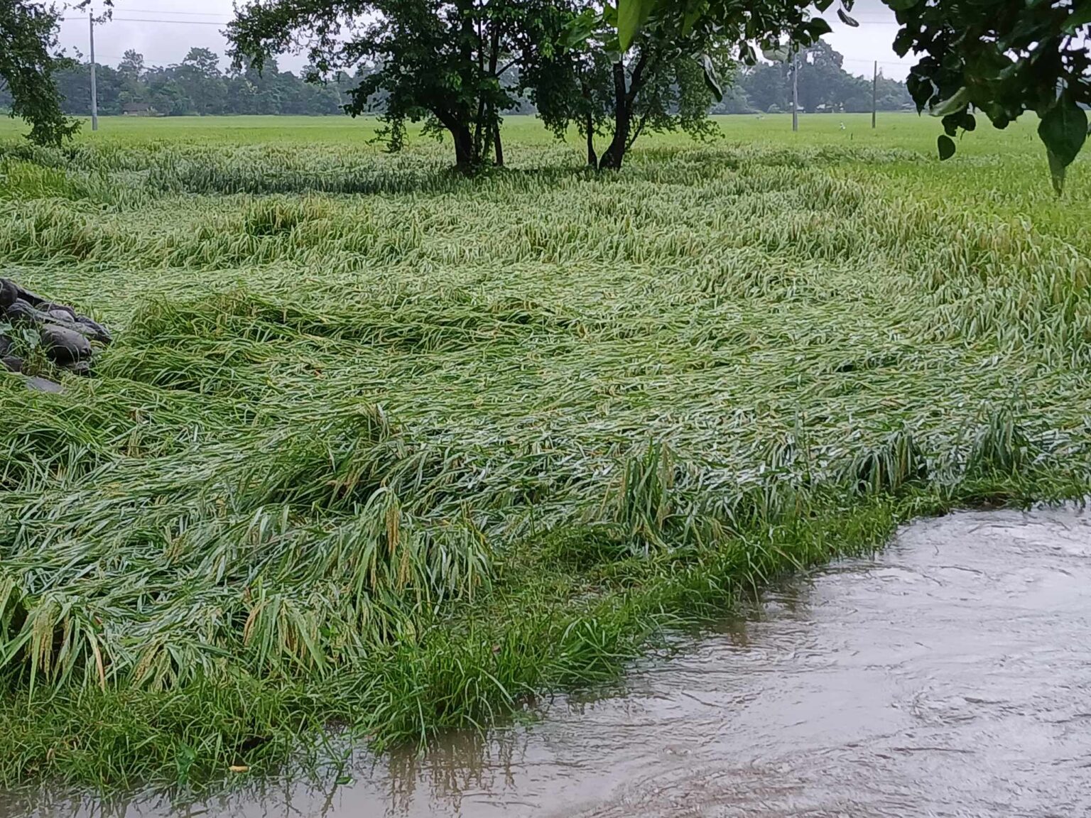 वर्षासँगै चलेको हावाहुरीले कैलालीमा धानबालीमा नोक्सानी