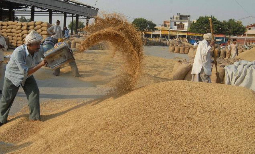 कञ्चनपुरमा लक्ष्यको २० प्रतिशतमात्रै धान खरिद