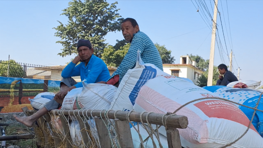 धान खरिद रोकिएपछि कैलालीका किसान मारमा, हजारौँको उत्पादन जोखिमा