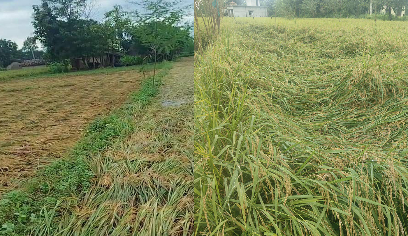 काटेको धान मनसुनी वर्षाले भिजेपछि किसान समस्यामा