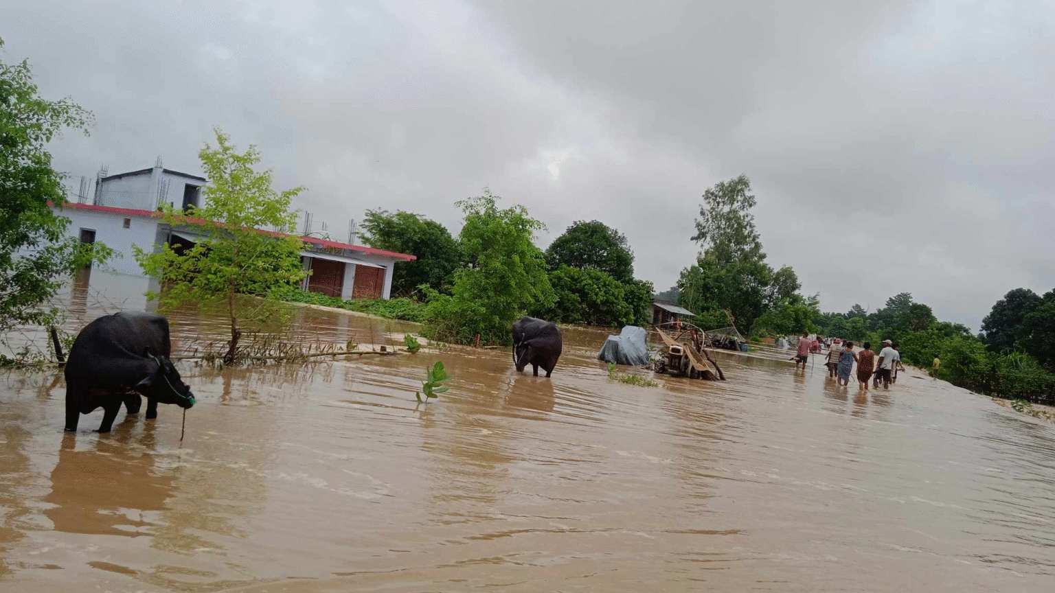 घर डुबान हुँदा कैलालीको बल्चौरका वादी समुदाय समस्यामा
