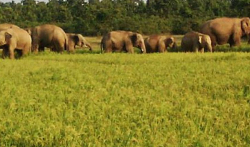 कञ्चनपुरमा हात्ती दिउँसै खेतमा पसेर धानबाली नोक्सान गर्दै