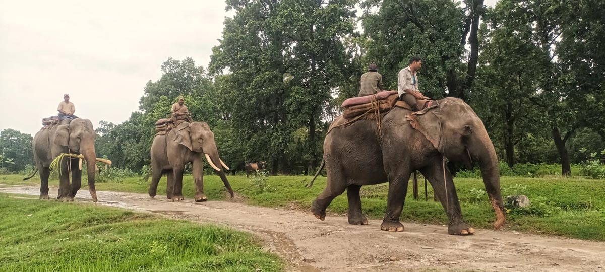 बाघको खोजीमा निस्किएको हात्तीसहितको टोली फिर्ता