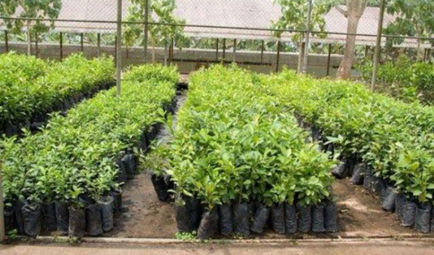 जडीबुटीखेती विस्तार गर्न सुदूरपश्चिम प्रदेशमा निःशुल्क बिरुवा वितरण