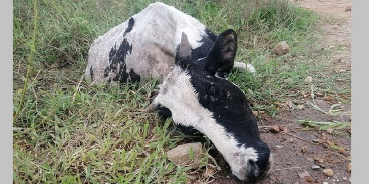 पहलमानपुरमा बिषादी खाद्यान्न खाएर छाडा गाई मरेको अवस्थामा फेला