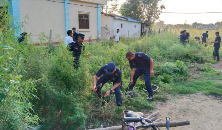 प्रहरीले थाल्यो धनगढीमा गाजाको बोट नष्ट गर्ने अभियान