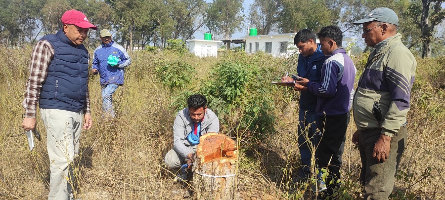 अवैध रुपमा काटिएको रुखबारे अनुसन्धान सुरु