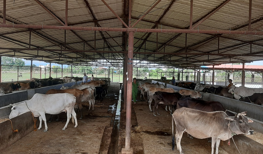 धनगढीको गौशाला छाडा चौपाया व्यवस्थापनसँगै आम्दानी गर्दै